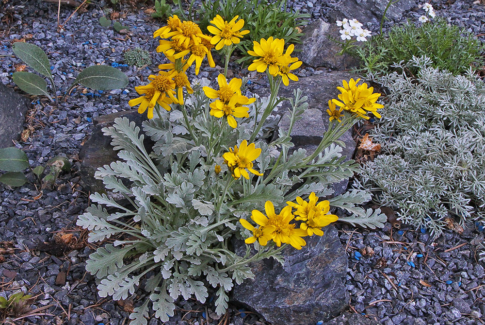 Senecio incanus