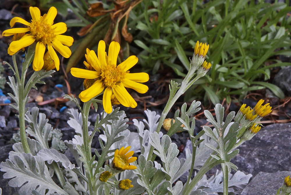 Senecio incanus