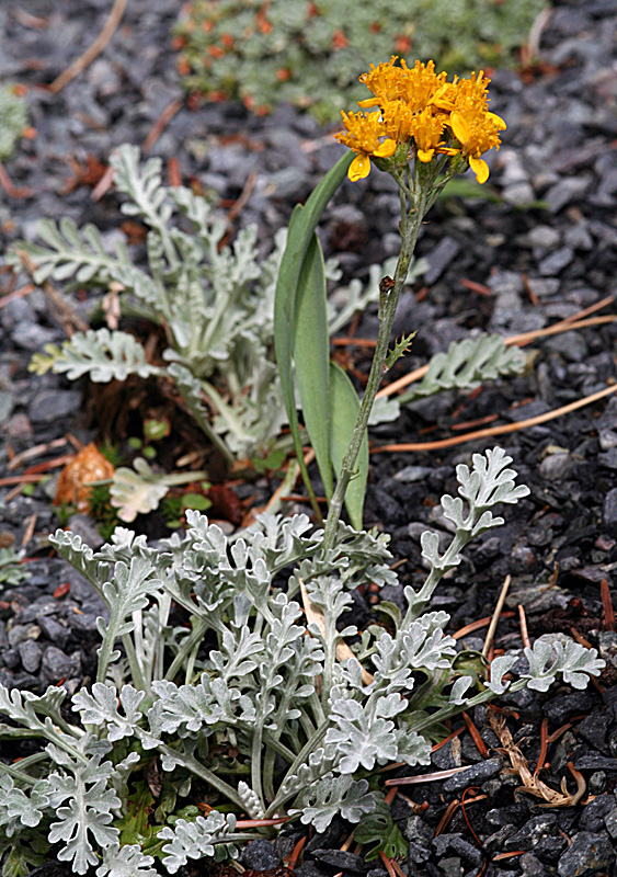 Senecio incanus - Graues Kreuzkraut