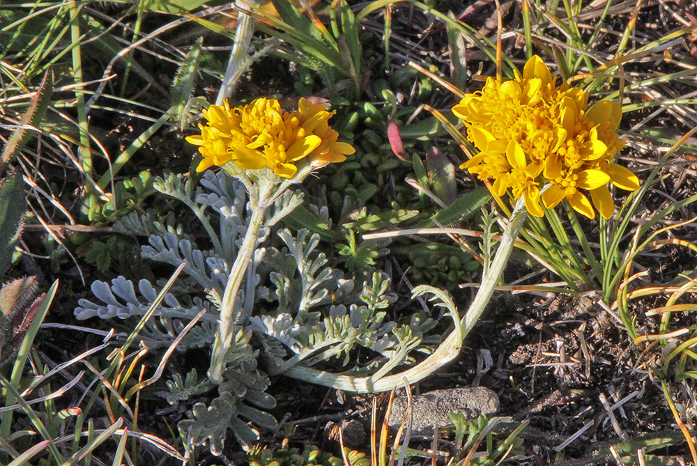 Senecio incanus oberhalb von Zermatt, wobei.....