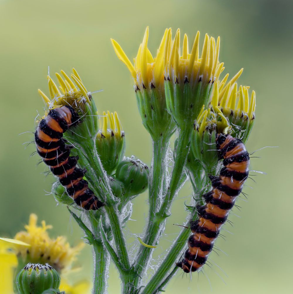 Senecio jacobaea