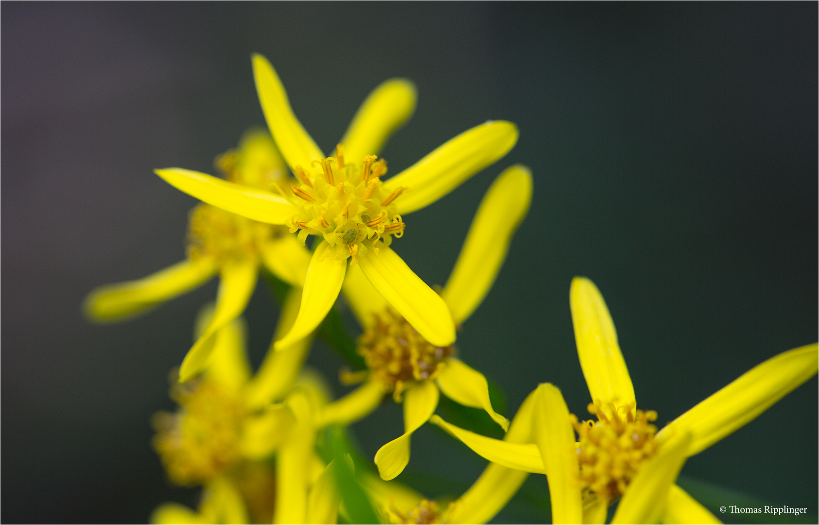 Senecio longifolius.