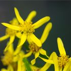 Senecio longifolius.