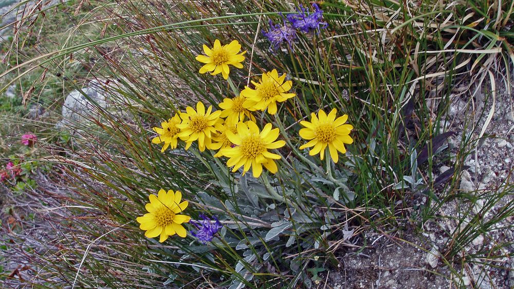 Senecio uniflorus darf am Anfang der Alpenraritäten nicht fehlen...