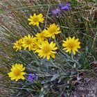 Senecio uniflorus darf am Anfang der Alpenraritäten nicht fehlen...