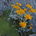 Senecio uniflorus - Einköpfiges Kreuzkraut  eine besondere Rarität...