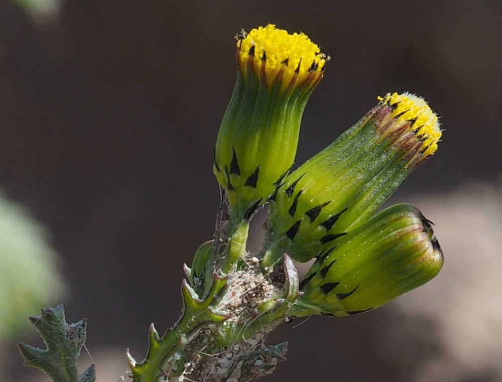 Senecio vulgaris