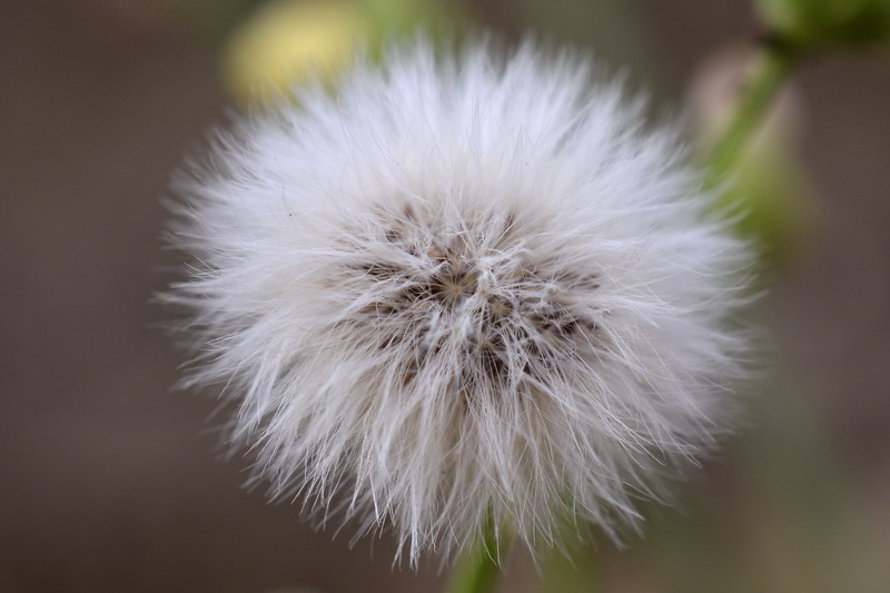 Senecio Vulgaris