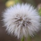 Senecio Vulgaris