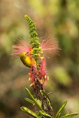 Senegal Brillenvogel