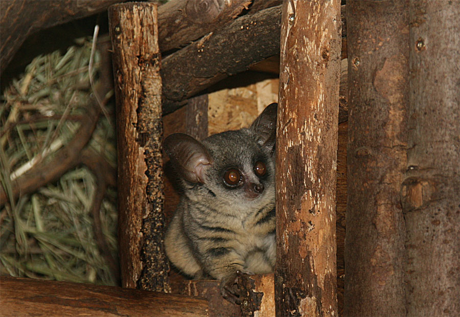 Senegal- Galago