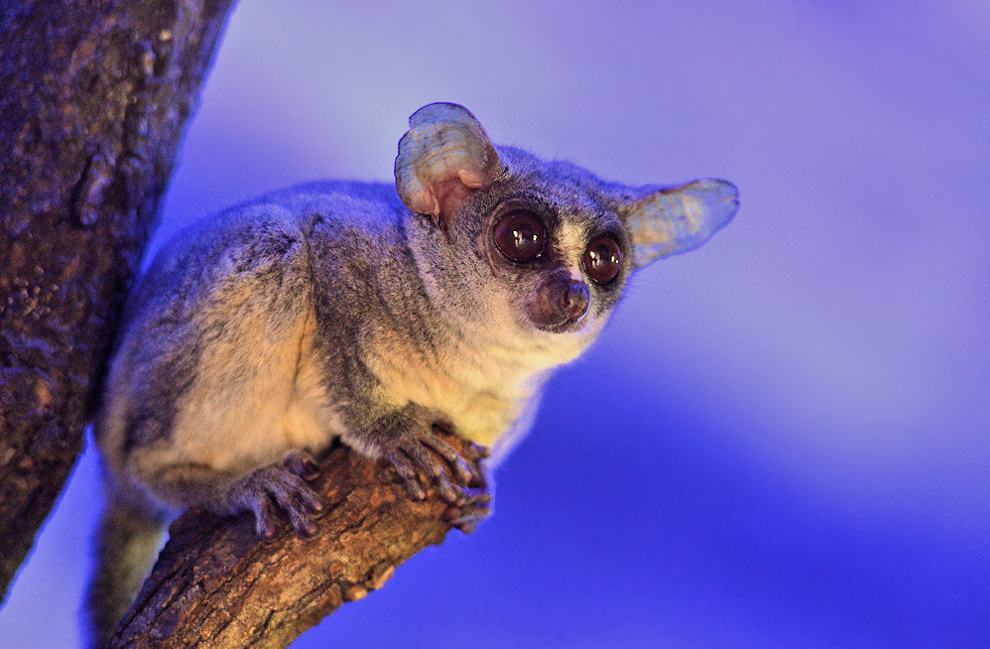 Senegal-Galagos