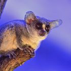 Senegal-Galagos