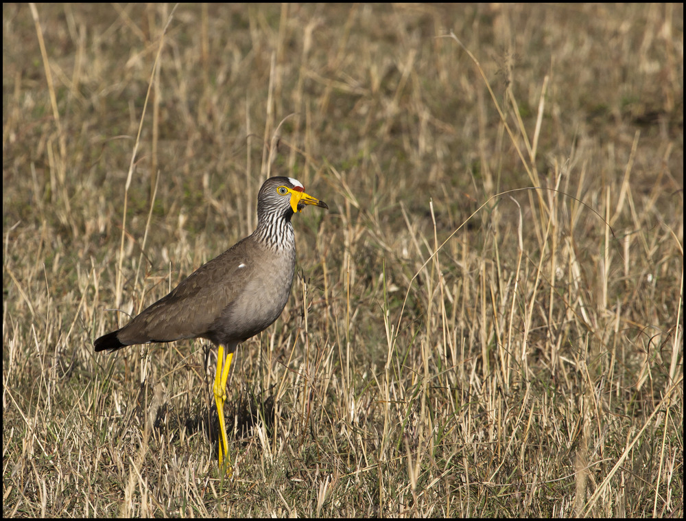 Senegal-Kiebitz ( African Wattled Plower )