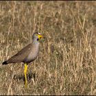 Senegal-Kiebitz ( African Wattled Plower )