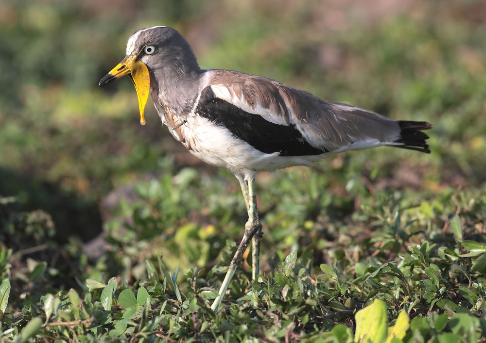 Senegal Kiebitz