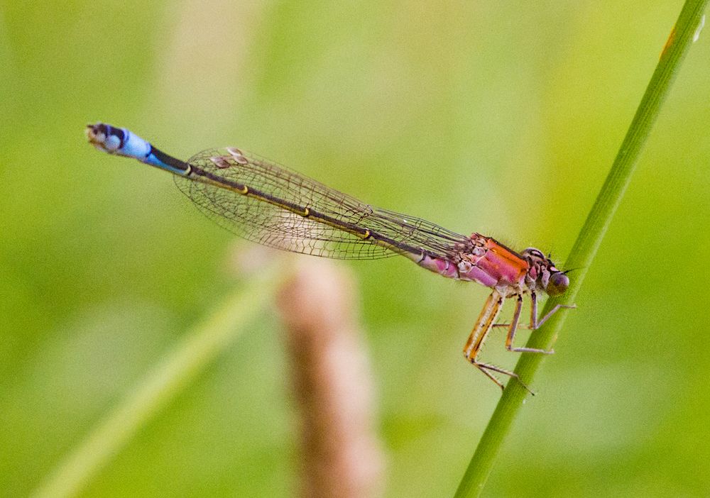 °°°° Senegal-Pechlibelle (Ischnura senegalensis) °°°°