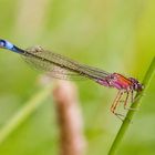 °°°° Senegal-Pechlibelle (Ischnura senegalensis) °°°°