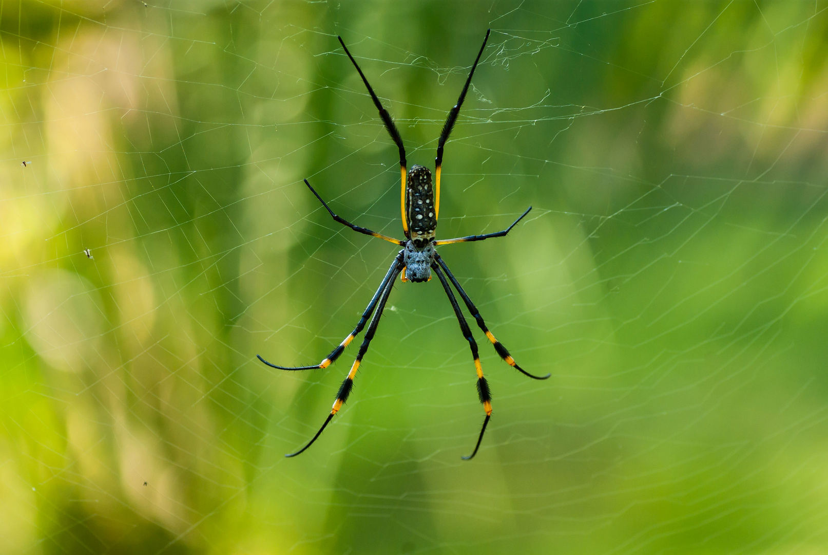 Senegal Seidenspinne