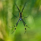 Senegal Seidenspinne