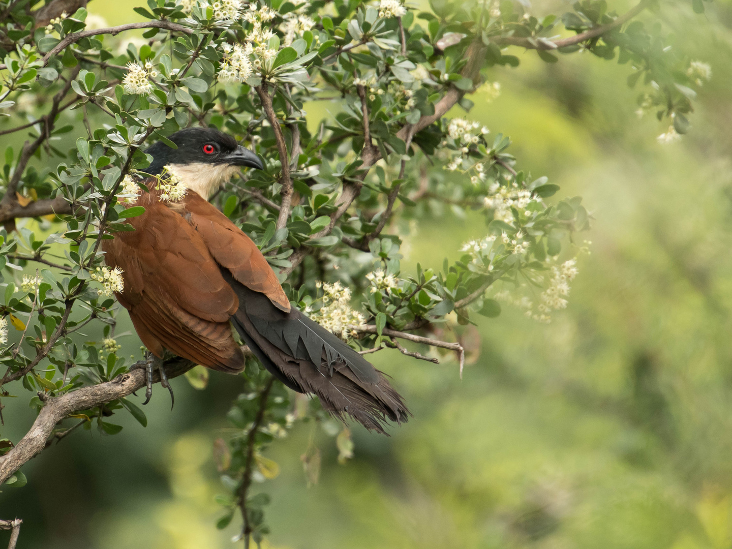 Senegal-Spornkuckuck