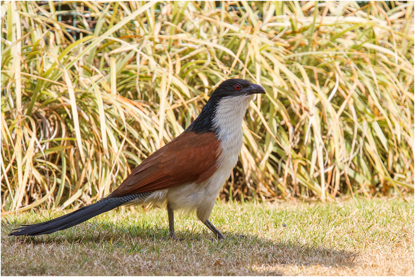 Senegal-Spornkuckuck 