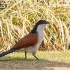 Senegal-Spornkuckuck 