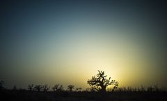Senegal Sundown