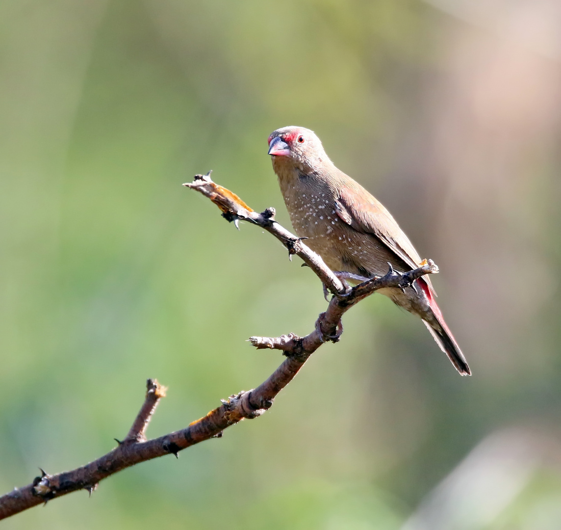 Senegalamarant (Lagonosticta senegala),Weibchen