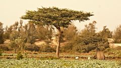 Senegalesischer Baum - Afrika