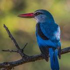 Senegalliest - Woodland kingfisher