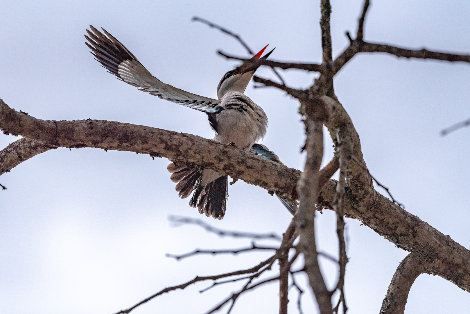 Senegalliest - Woodland Kingfisher balzend vor der Bruthöhle