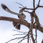 Senegalliest - Woodland Kingfisher balzend vor der Bruthöhle