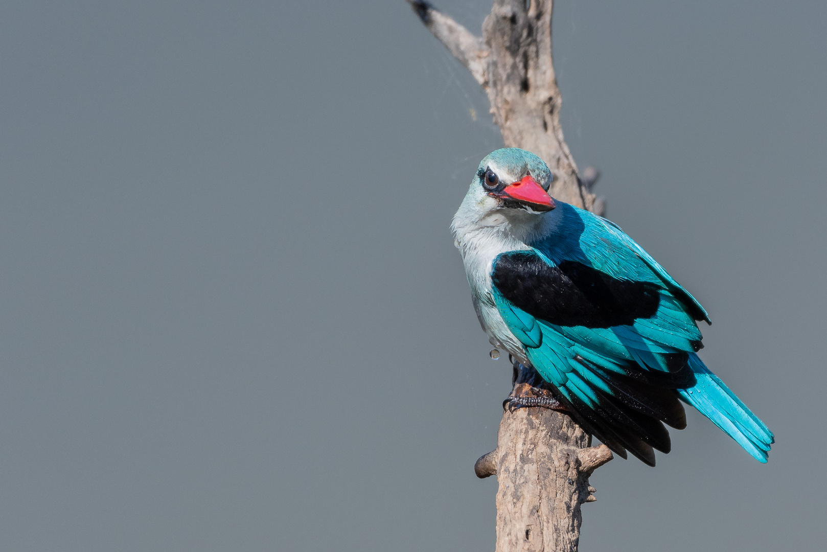 Senegalliest - Woodland Kingfisher (Halcyon senegalensis), ein Sommergast im Süden