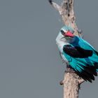 Senegalliest - Woodland Kingfisher (Halcyon senegalensis), ein Sommergast im Süden