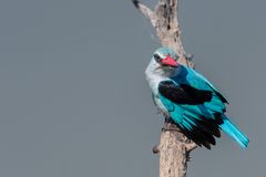 Senegalliest - Woodland Kingfisher (Halcyon senegalensis), ein Sommergast im Süden