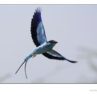 Senegalracke (Abyssinian Roller, Coracias abyssinica)