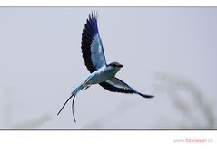 Senegalracke (Abyssinian Roller, Coracias abyssinica)