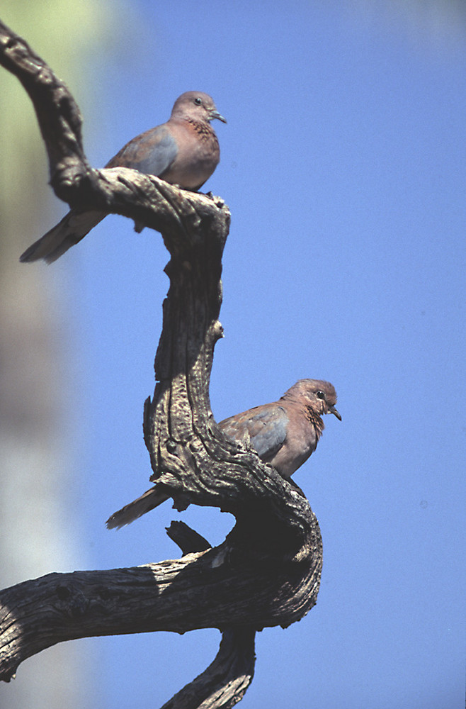 Senegaltauben in Namibia