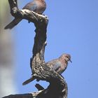 Senegaltauben in Namibia