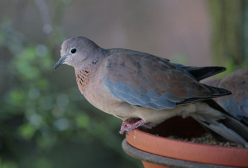 Senegaltaübchen?