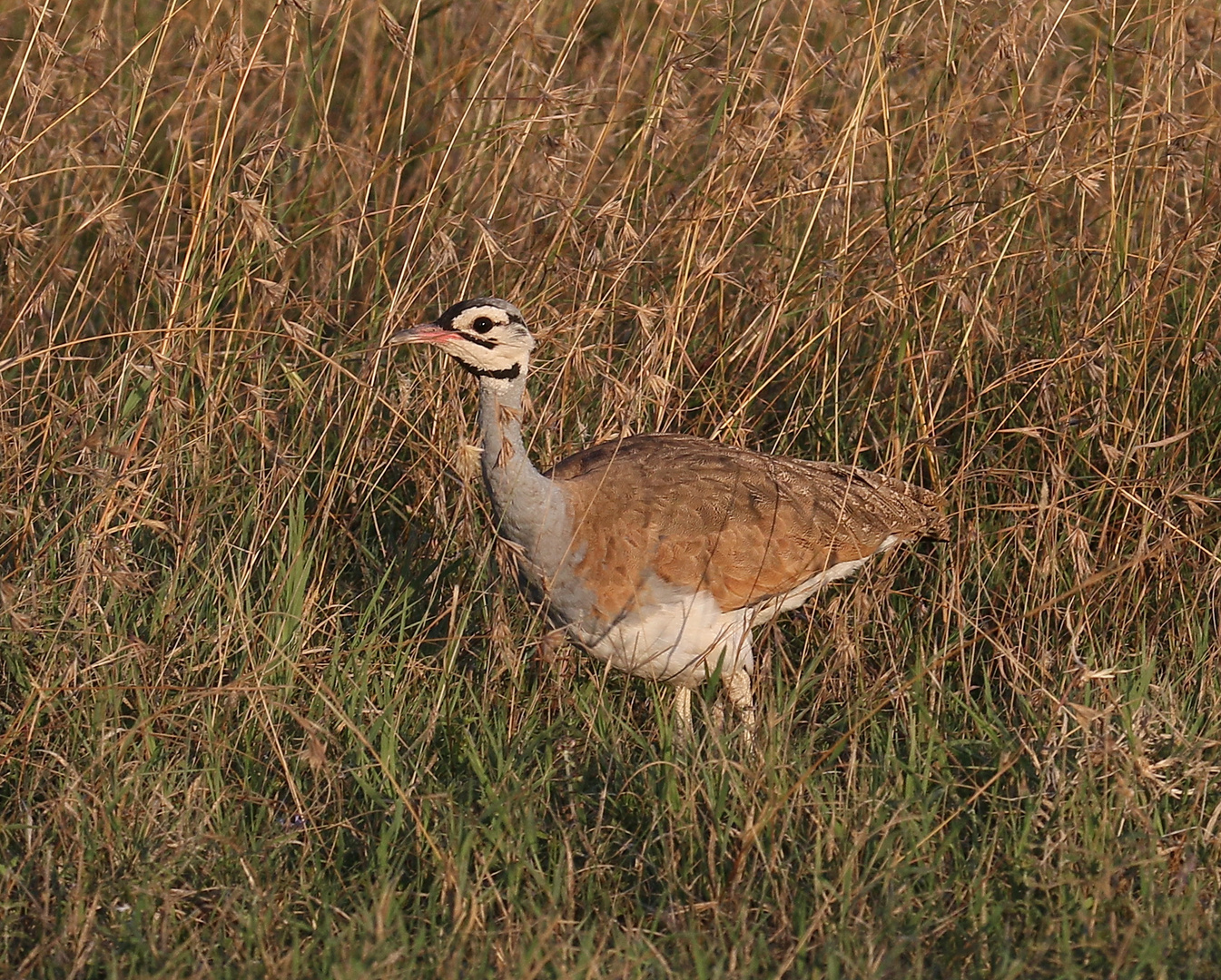 Senegaltrappe