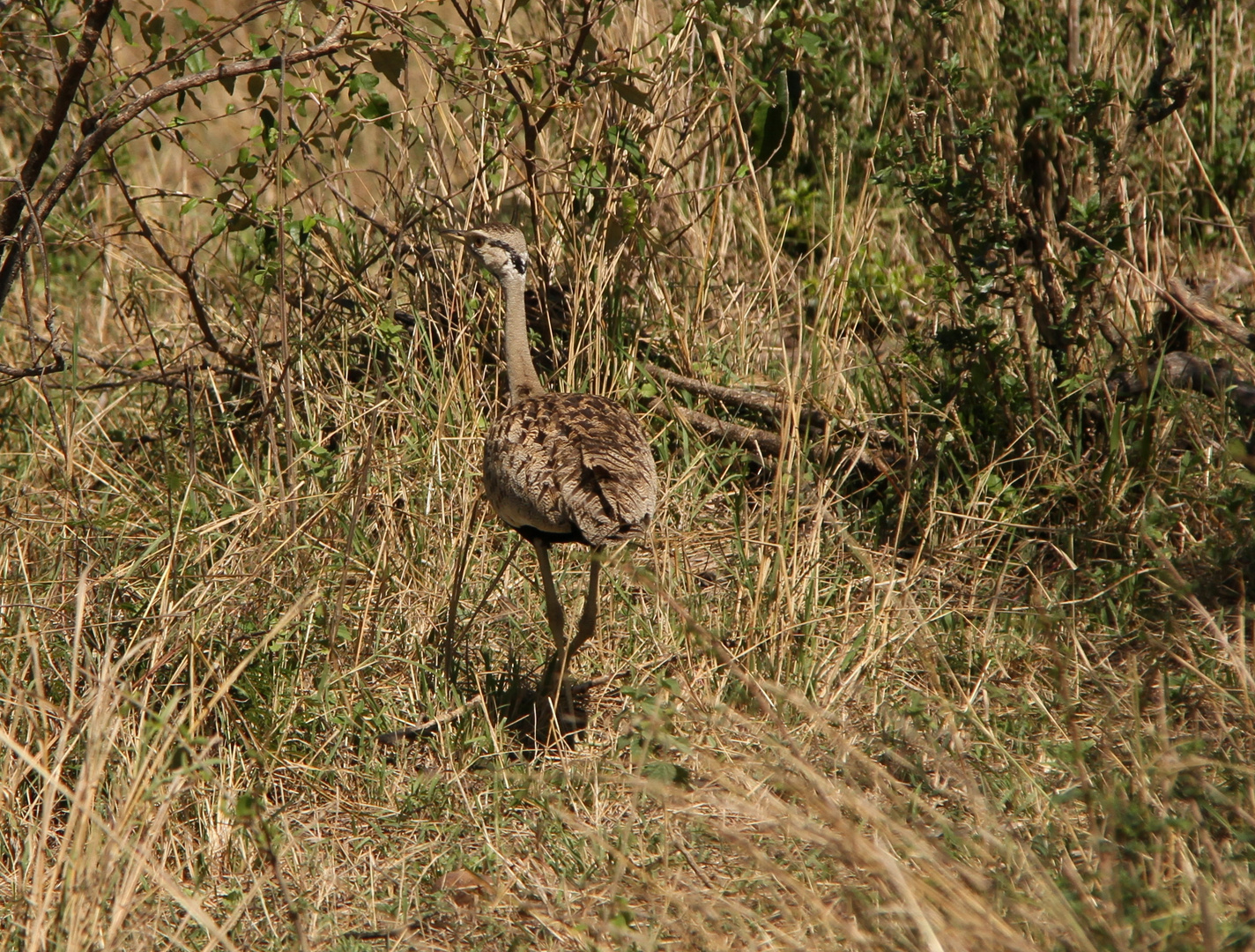 Senegaltrappe - Eupodotis senegalensis