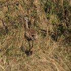 Senegaltrappe - Eupodotis senegalensis