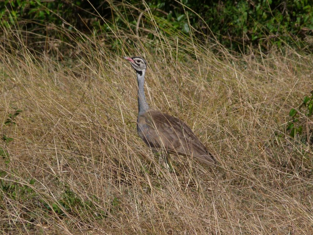 Senegaltrappe in der Masai Mara