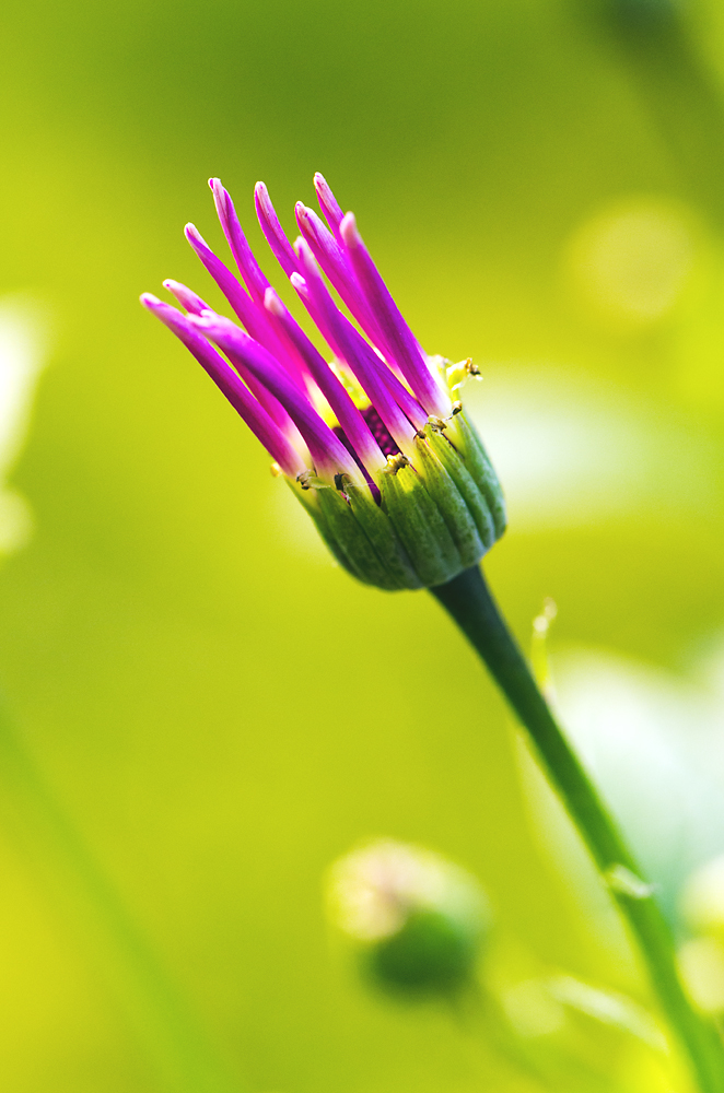 Senetti