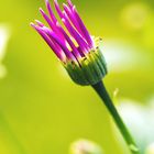 Senetti