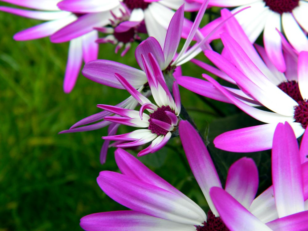 Senetti