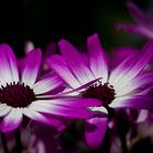 Senetti