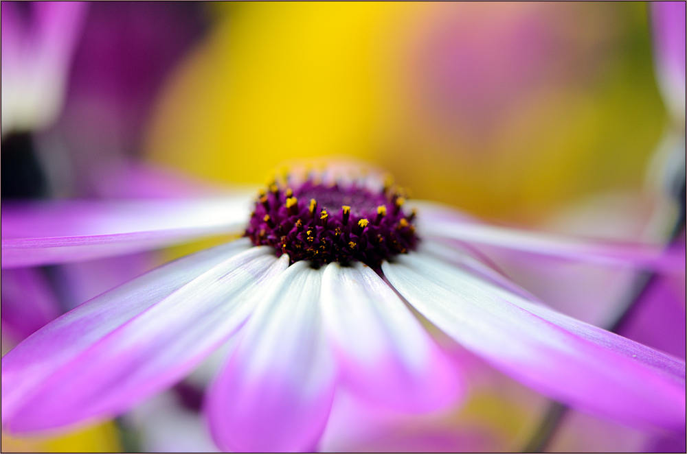 ~ Senetti ~